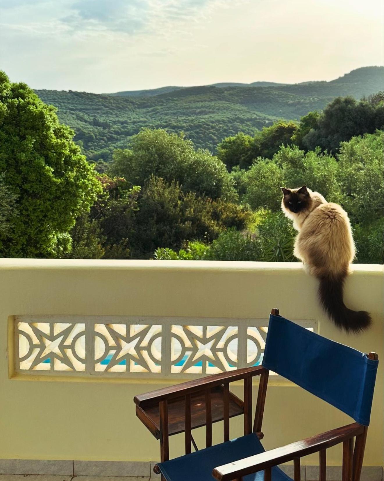 Kyparissia De Wandelboom Vrises (Kiparissia)